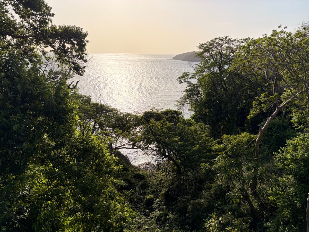 mariamartalfaro's tweet photo. Support Costas Verdes: Expanding Costa Rica's Coastal Forest Restoration on Ma Earth! https://t.co/74JiiSnEIu https://t.co/PMu36xcCJC