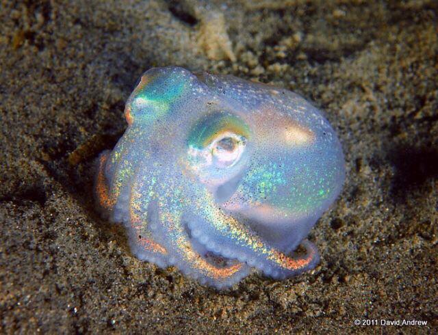 Strange_Animals's tweet photo. A beautiful iridescent bobtail squid!

(Photo David Andrew) https://t.co/yOHOeempFy
