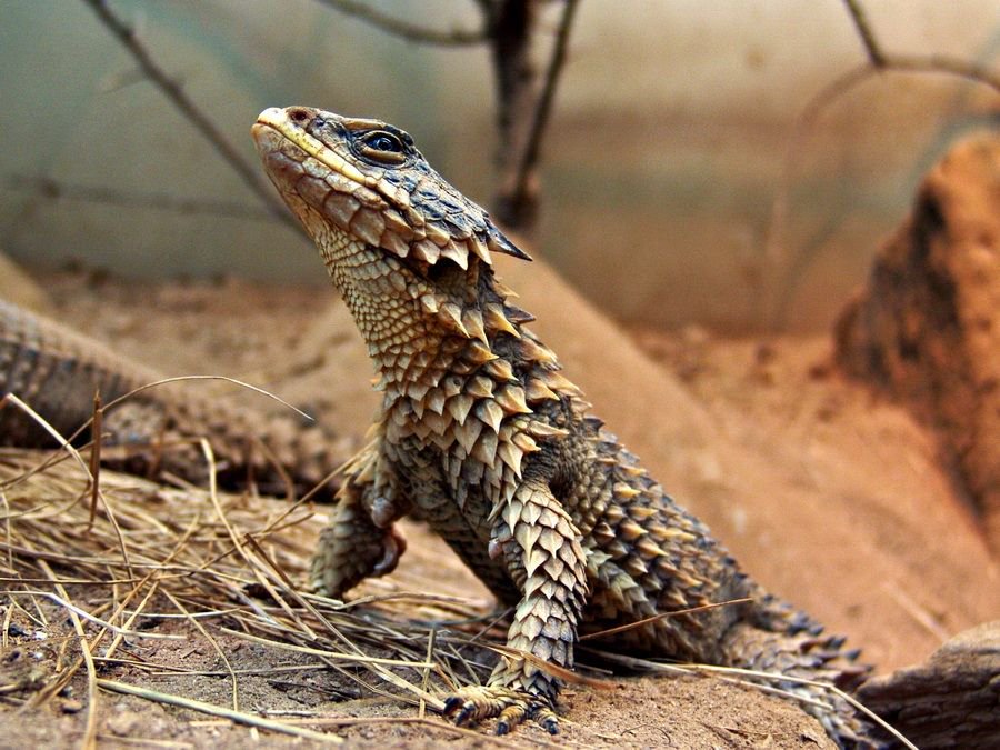 Strange_Animals's tweet photo. Smaug giganteus is a stunning reptile from Sub-Saharan Africa, &amp; is named after Smaug from the hobbit books!

(Photos Don Getty) https://t.co/qsG52WvqLY
