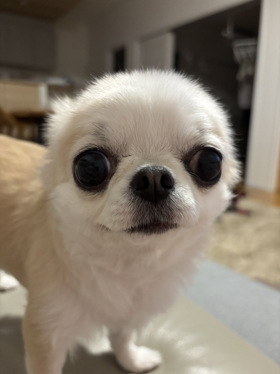 chihuahua_ume's tweet photo. https://t.co/q8CXvFRqht