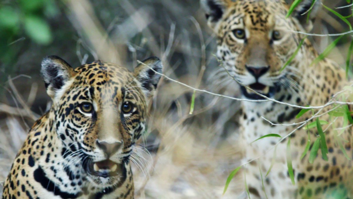 mambiente_py's tweet photo. El MADES protege al jaguareté con monitoreo, tecnología y guardaparques en el Chaco https://t.co/AhRMYzbewq @IPParaguay @LaNacionPy @adn_paraguayo @rnpy920am @AM_1080 @trecepy https://t.co/8iTl3aK4vU