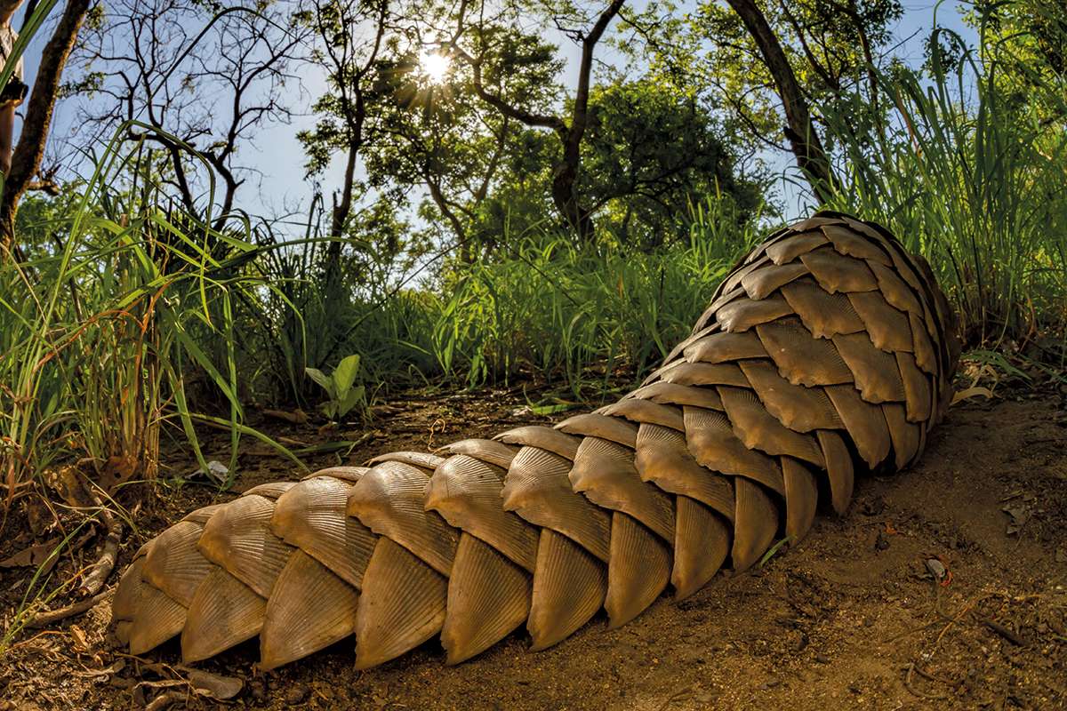 Strange_Animals's tweet photo. The magnificent tail of the pangolin.

(Photo Jen Guyton) https://t.co/ATvmwNIKlv