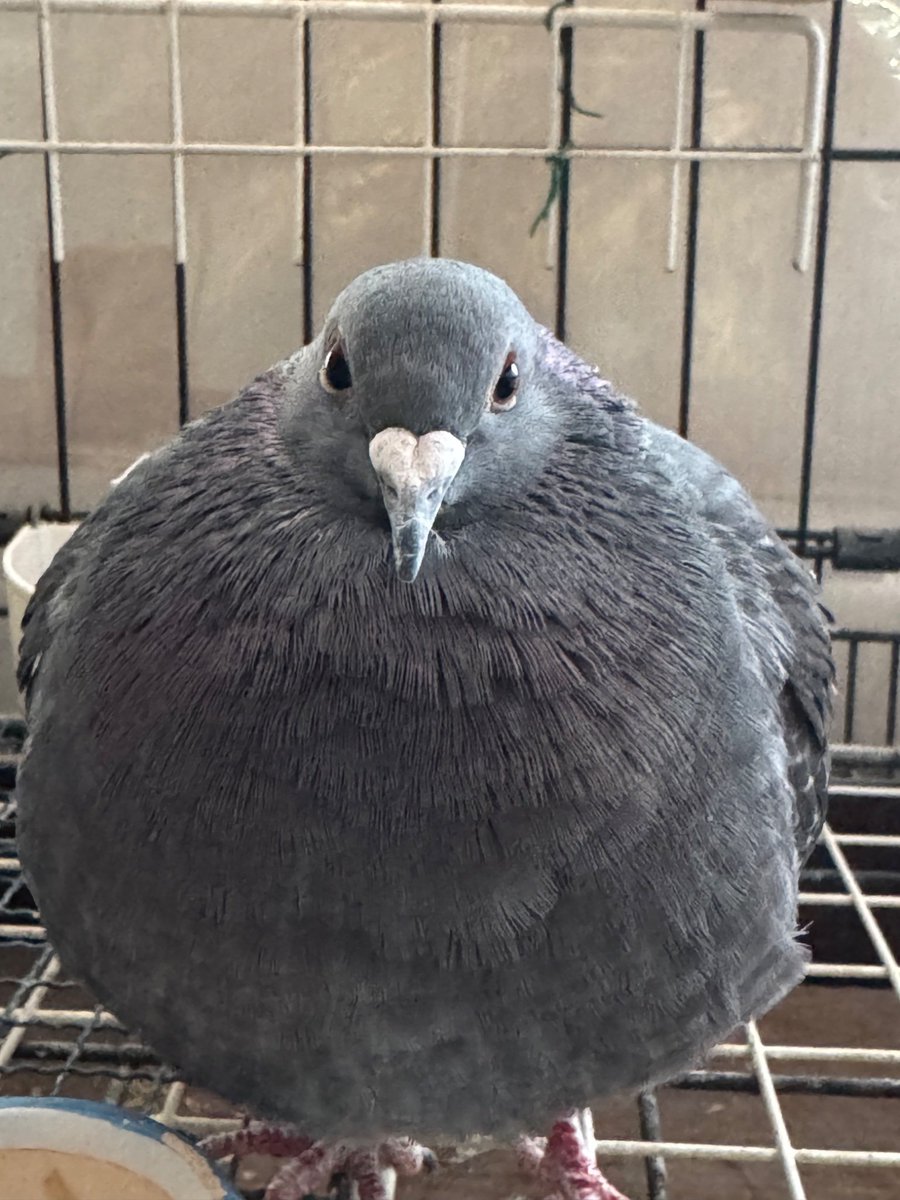sparrowincrisis's tweet photo. can you pet me pleeeeeease? https://t.co/eqRznPXpR5