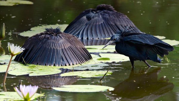 Strange_Animals's tweet photo. Black herons use canopy feeding to catch fish that are lured into the shade they make with their wings.

(Photo Ben Cranke) https://t.co/lo97sPoQnE