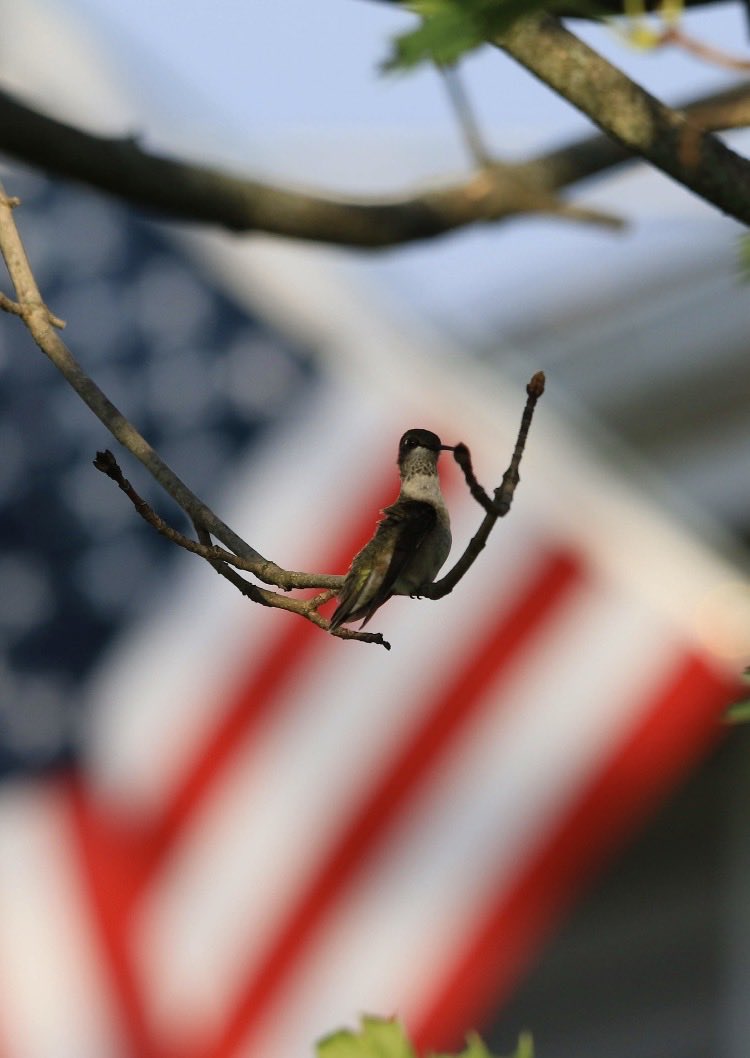 wvsawwhet's tweet photo. One of my yard hummingbirds celebrating the 4th of July!!! https://t.co/B3hdUdOec1