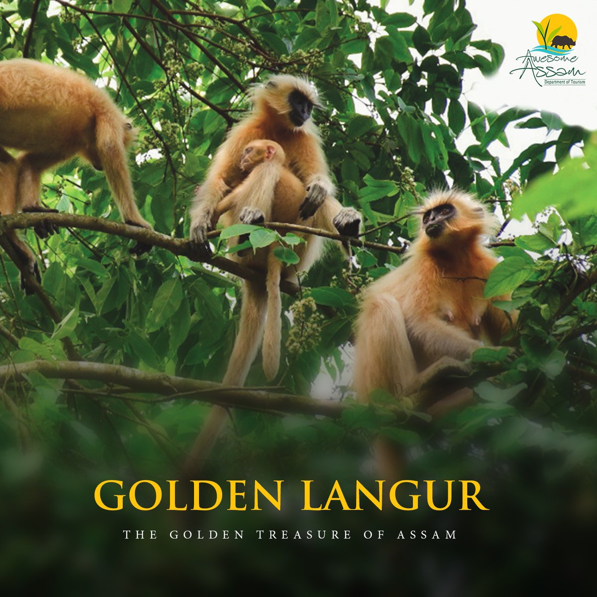 aweassam's tweet photo. The Golden Langur, also known as the Gee's Golden Langur, is an endangered species found in some parts of western Assam. Assam is one of the few regions in the world where it is found. 

#AwesomeAssam         
#ExploreAssam             
#GoldenLangur
@CMOfficeAssam 
@AjantaNeog https://t.co/QxXg353J76