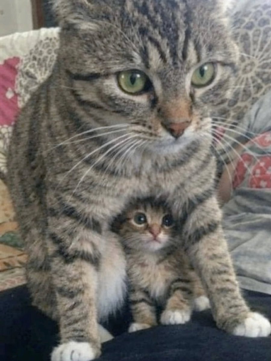 catsareblessing's tweet photo. Cats spend 30 to 50% of their waking hours grooming. This obsessive cleaning removes parasites, distributes natural oils, regulates body temperature, and reduces stress. Cat saliva contains a natural deodorizer and antibiotic. However, this constant grooming is also why cats develop hairballs. A cat’s tongue has backward-facing barbs called papillae made of keratin, the same material as human fingernails, which act like a built-in comb.