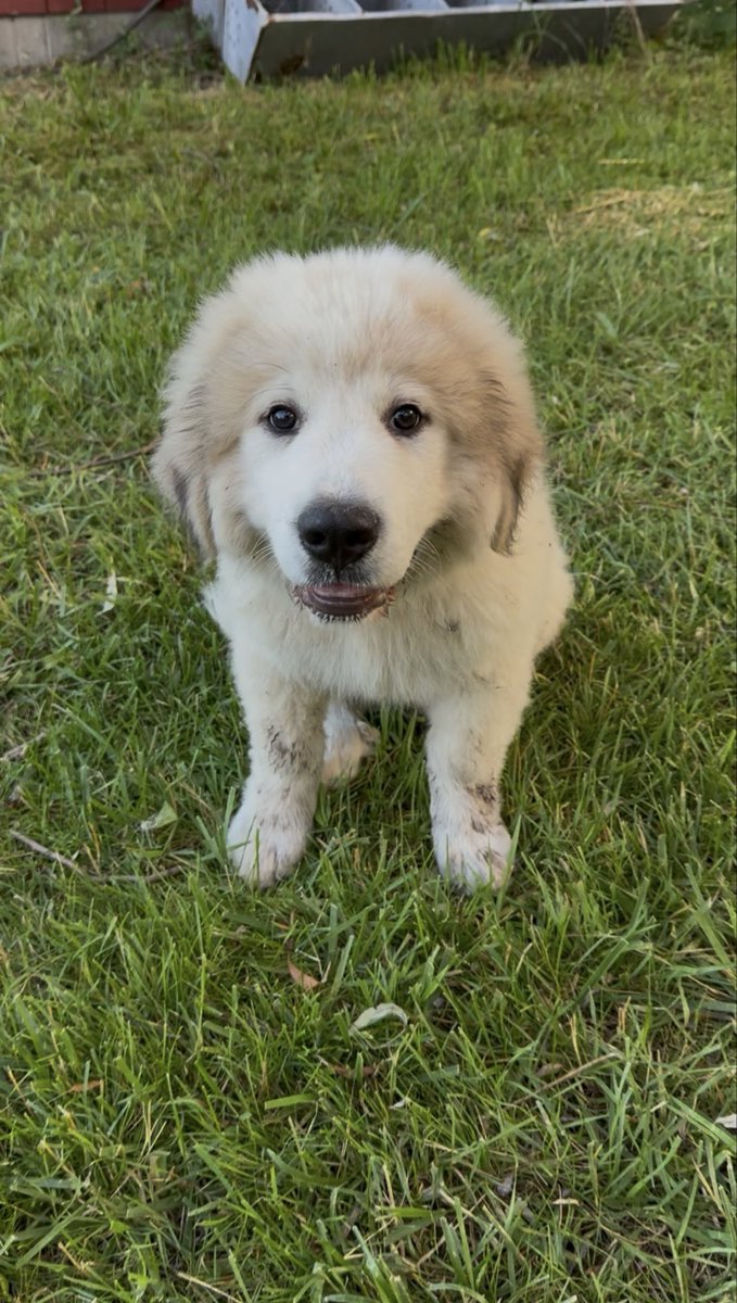 sleberth585's tweet photo. Our farm, S&amp;J Acres, got a new addition this week.

This is Sully, our Great Pyrenees puppy.

We got a livestock guardian dog to help protect the sheep!!

#SJAcres #WNY #Sully #Farm #WNY https://t.co/fIjczBsOMO