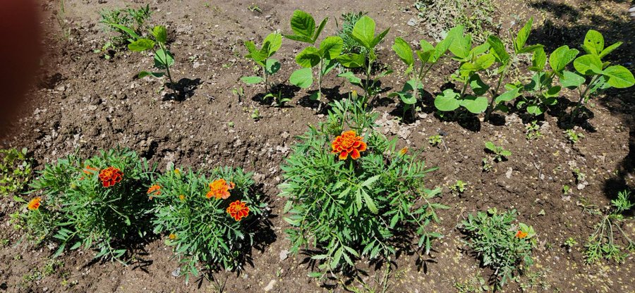 J97800952's tweet photo. 栗駒の畑���枝豆栽培してみました。
周りにマリーゴールドを植えたら虫こないかな？
#畑 https://t.co/eAZ1nj6Rtd