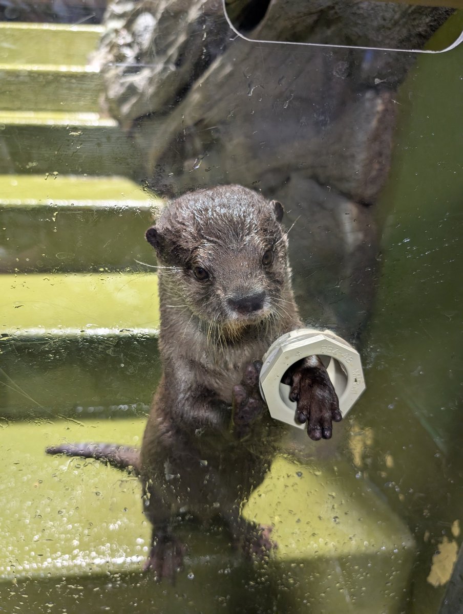 tenchokn's tweet photo. @tan_sui_kabutz 竹島水族館では月2回コツメカワウソの握手会が開催されます。 https://t.co/NaffvKa9WL
