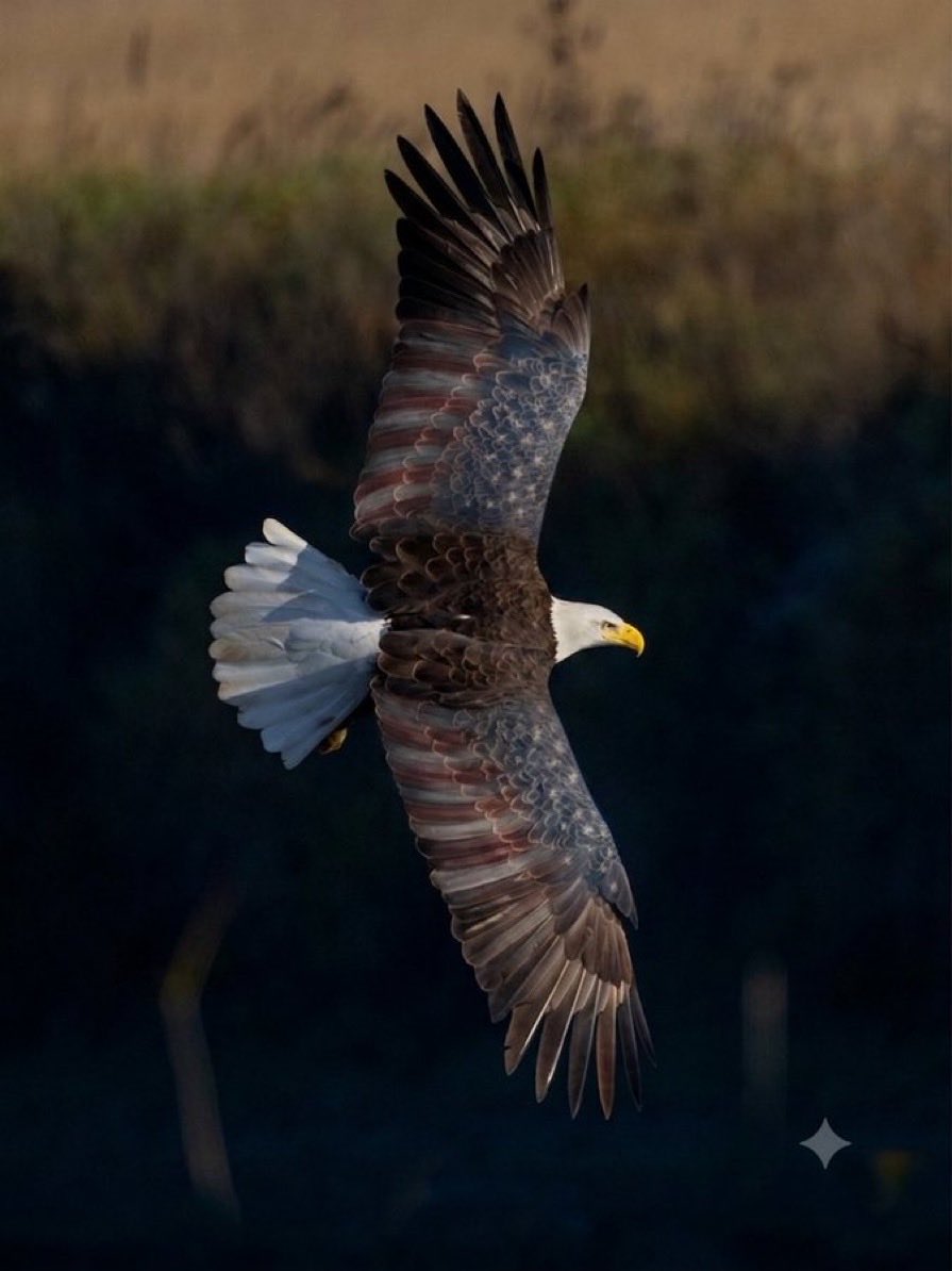 PolkStBaseball's tweet photo. America 250! 🇺🇸 #SoarEagles https://t.co/AlQI6WwIvI