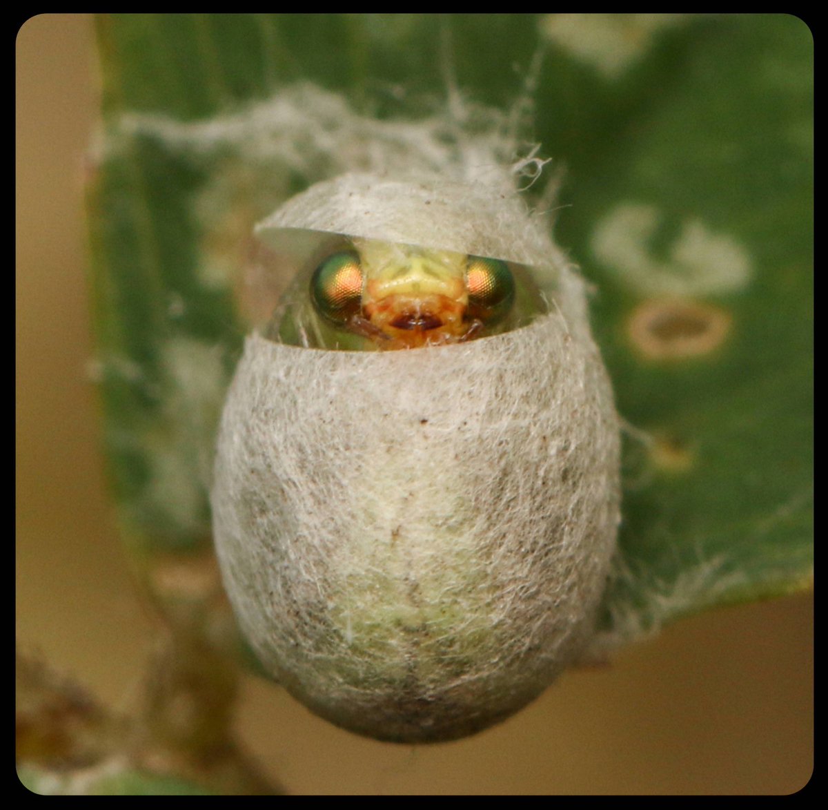 bugoclock's tweet photo. for today's bug o'clock i offer something cute.. common green lacewing emerging from its silk cocoon https://t.co/6VEnZO7Yuo