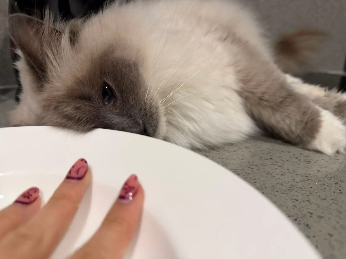 prothemys's tweet photo. @sinnersdust Definitely she is. Wanna say hi? Her name is Swee. 🤍 https://t.co/P11CCMzj7e