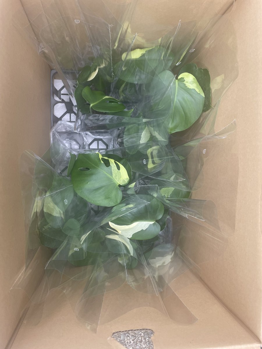 PMake8's tweet photo. つか、こんな実生で斑入りってすごいわな。。色々検証。。 https://t.co/1Hkf1AzeY1