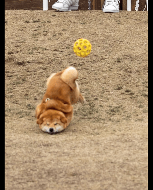 GingerCyprus's tweet photo. My little pup grew so much this past month—from wobbly zoomies to chasing a ball without tripping! Every tiny win makes my heart full https://t.co/mA7NVvTSZa