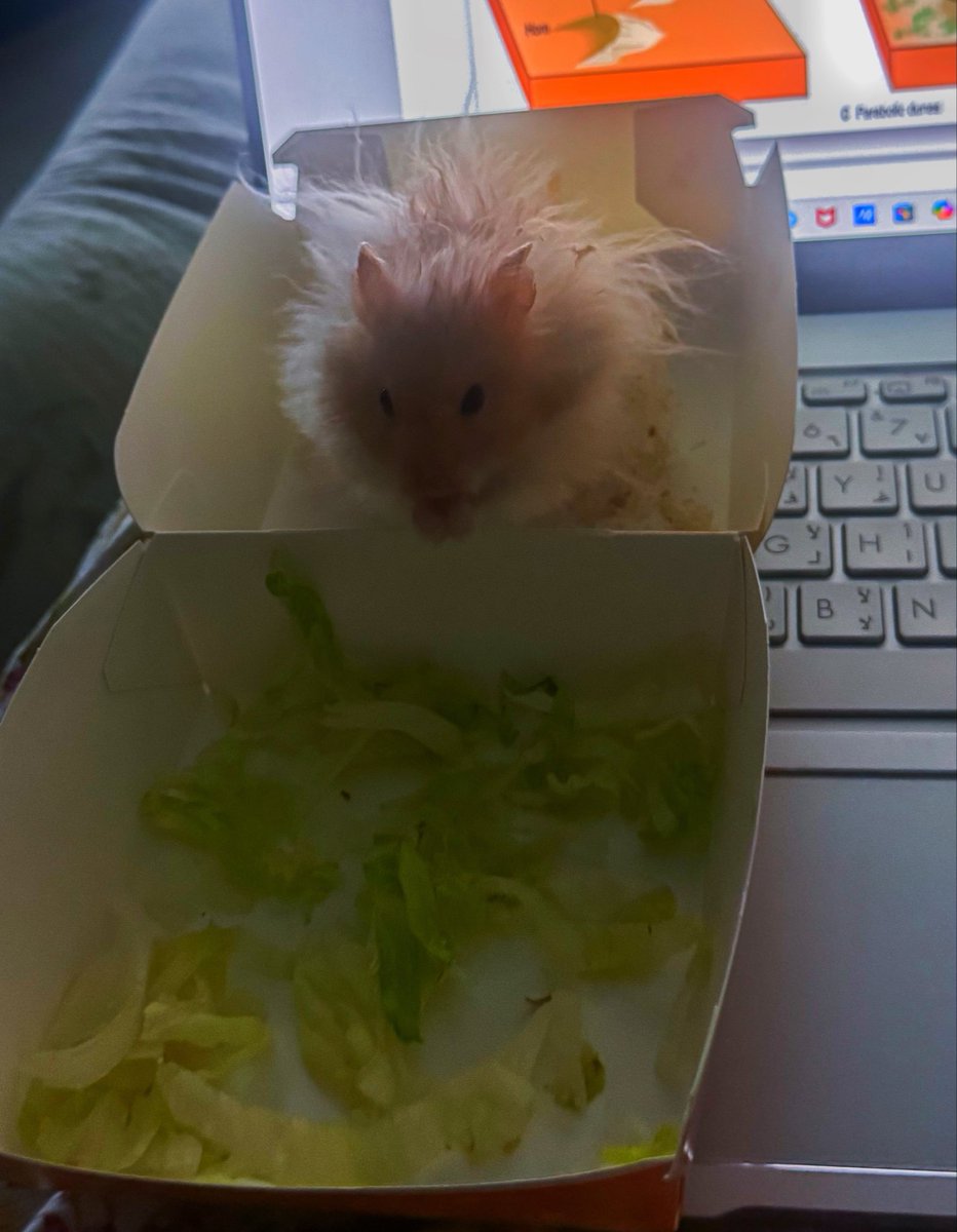 rrhelo1's tweet photo. That’s why I ask for extra lettuce <3 https://t.co/Je8sZLZaiw