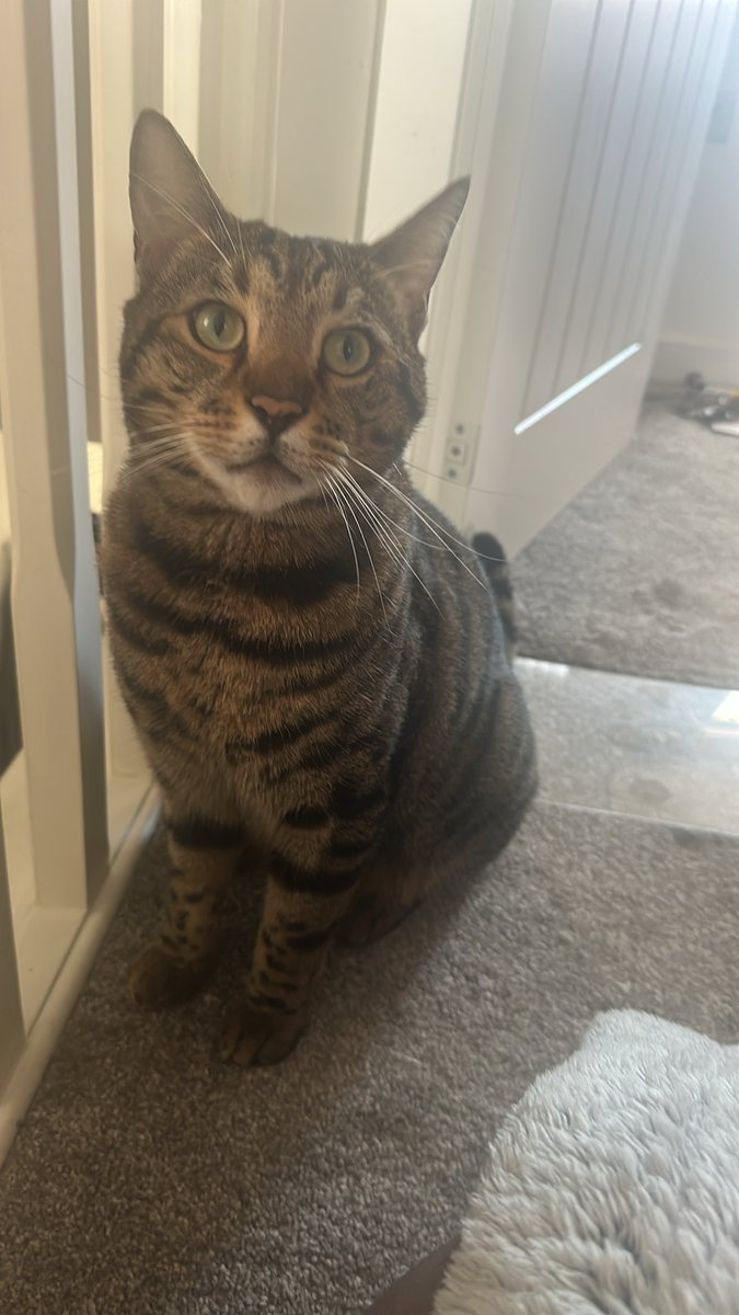 MissingPetsGB's tweet photo. #Caturday where are Zephyr and Zuri???

#Shrewsbury
#Shropshire 

Zuri has been missing the longest, now Zephyr is missing too.

Zuri has been missing since 2023
Zephyr hasn't been seen since May 2026

Both are microchipped &amp; marked missing 🙏
@rebecca_1612 https://t.co/5erfXgN5vq