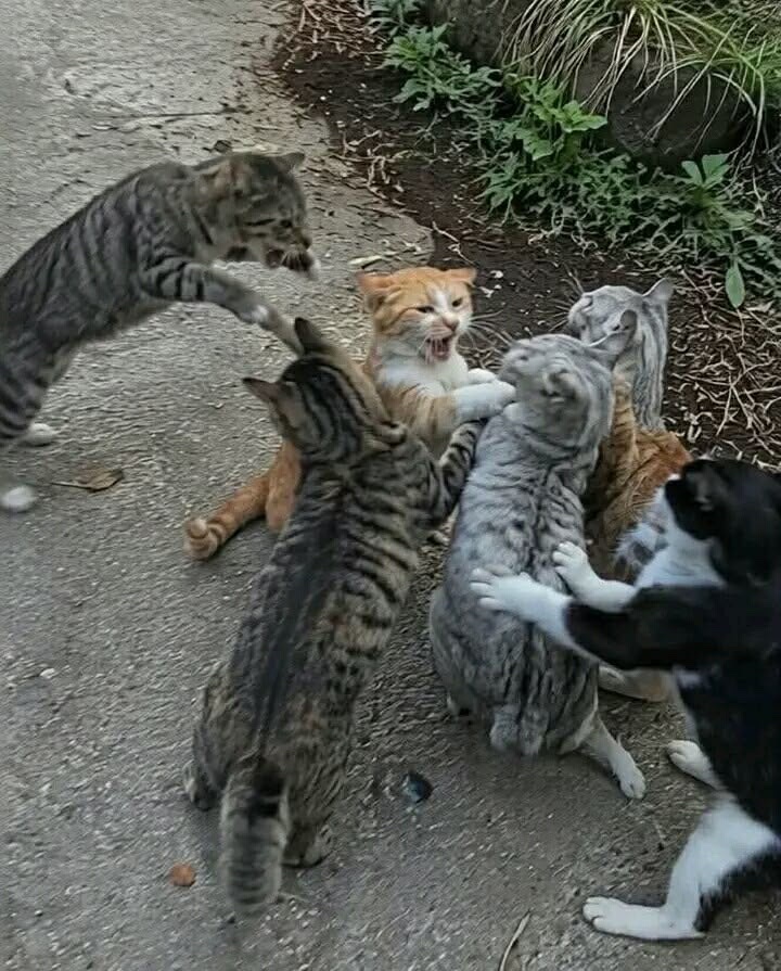 NoCatsNoLife_m's tweet photo. Local cats caught in an all out brawl 🤣🐈💥 https://t.co/GBTYGcxoma