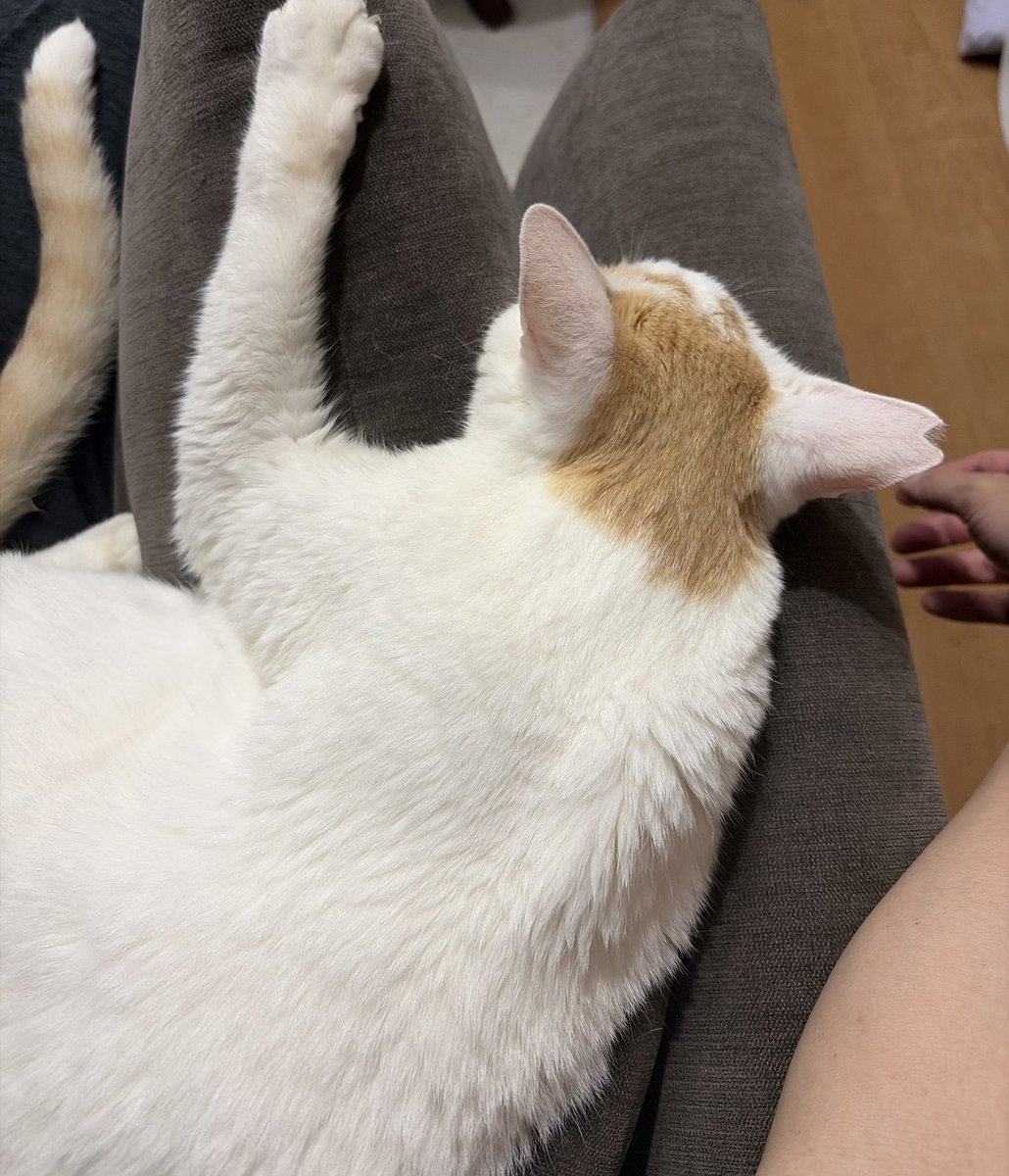 ex_Seiju's tweet photo. ムースとくつろぎ中🤤
今日のセッションで、飼い猫をTシャツにプリントしている方がいて、良いなぁ〜✨となった。ムースTシャツ作ろうかな？😺 https://t.co/LlZH3dJ0p6