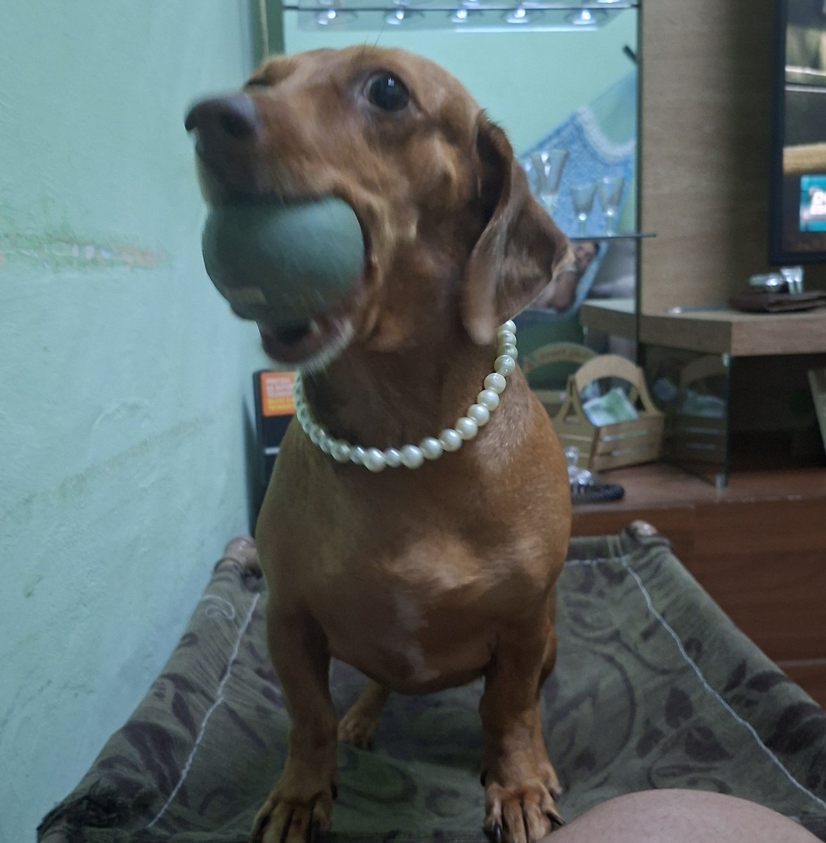 dudiierl's tweet photo. Deixa eu apresentar para vcs a Flora, ou florinha para os íntimos https://t.co/uFuybGSljg
