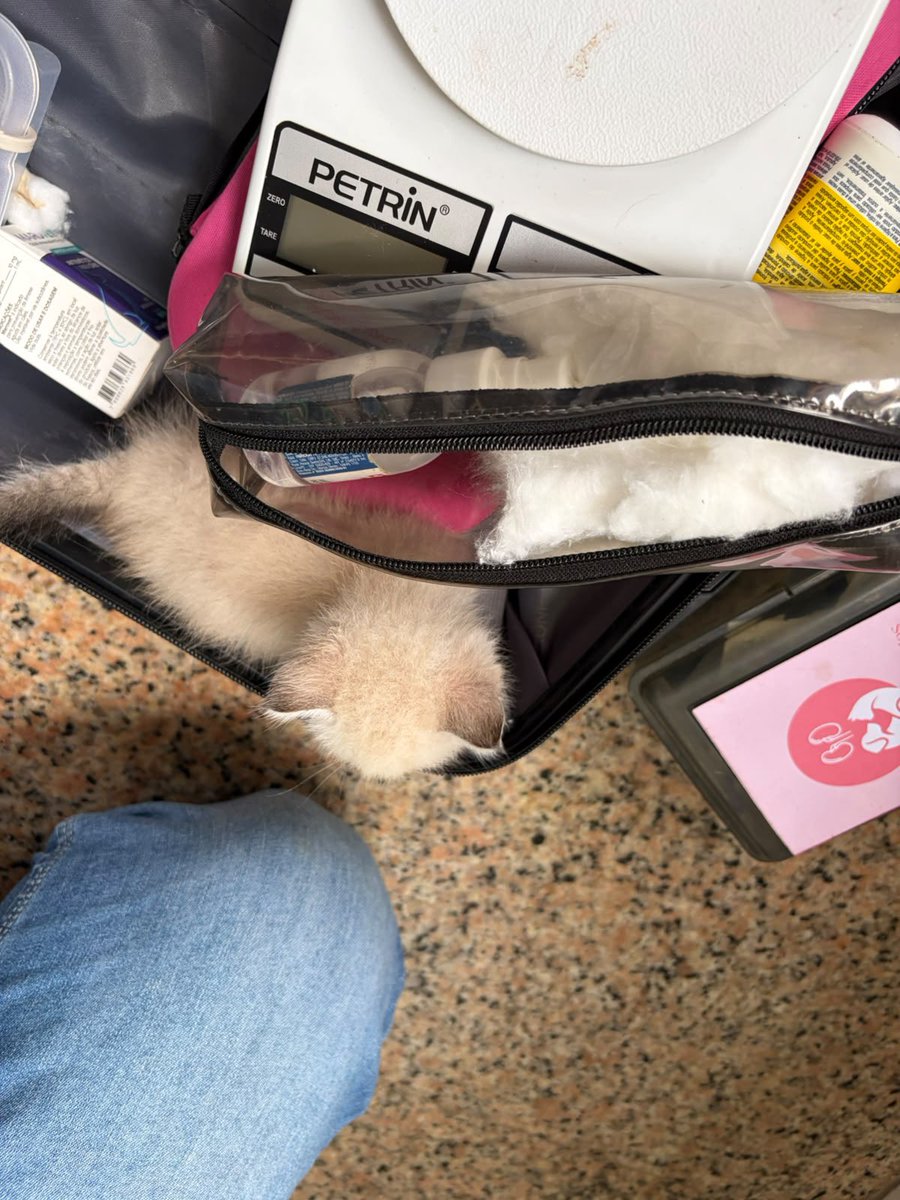 pizzarutchi's tweet photo. Neste dia, os curandeiros do Reino vieram examinar Artorias a Andarilha do Abismo
Vossa Majestade foi submetida a testes para enfermidades, teve seu precioso sangue coletado e recebeu o elixir contra os vermes 
a agulhada despertou a justa indignação da queen https://t.co/mpUvJHJXay
