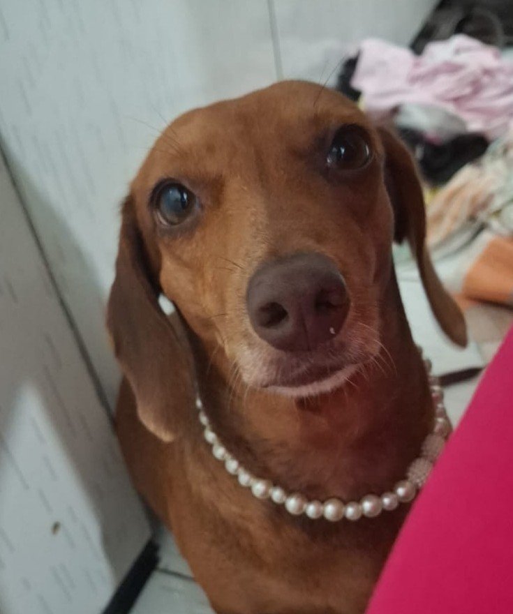 dudiierl's tweet photo. Deixa eu apresentar para vcs a Flora, ou florinha para os íntimos https://t.co/uFuybGSljg