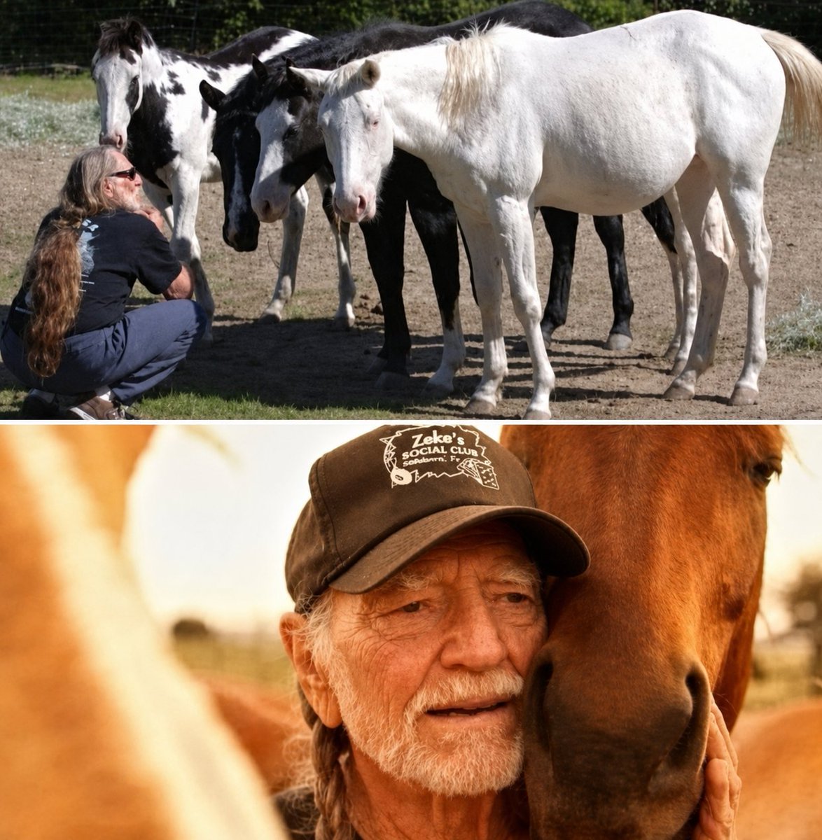 WolfofX's tweet photo. For decades, Willie Nelson has been known around the world for his music. But far away from the stage, another part of his life has quietly unfolded on hundreds of acres of Texas land.

At his 700 acre Luck Ranch in the Texas Hill Country, more than 70 horses have been given a place to live safely and roam the open land.

Most of them were rescued before they could be sent to slaughterhouses.

Instead of facing that fate, the horses found a home on Willie's ranch, where they are cared for and hand fed twice a day.

Willie has often spoken about his love for horses and once described the animals living at Luck Ranch as some of the luckiest horses in the world.

And in his own unmistakable way, he explained why.

“My horses are probably the luckiest horses in the world. They get hand fed twice a day, and they were just ready to go to slaughter, probably the last thing they remembered, so they're happy horses.”

When he is not touring or performing, Willie has spent time at the ranch surrounded by the animals he helped give another chance.

More than 70 horses that once faced an uncertain future were given open fields, daily care and a safe place to call home.