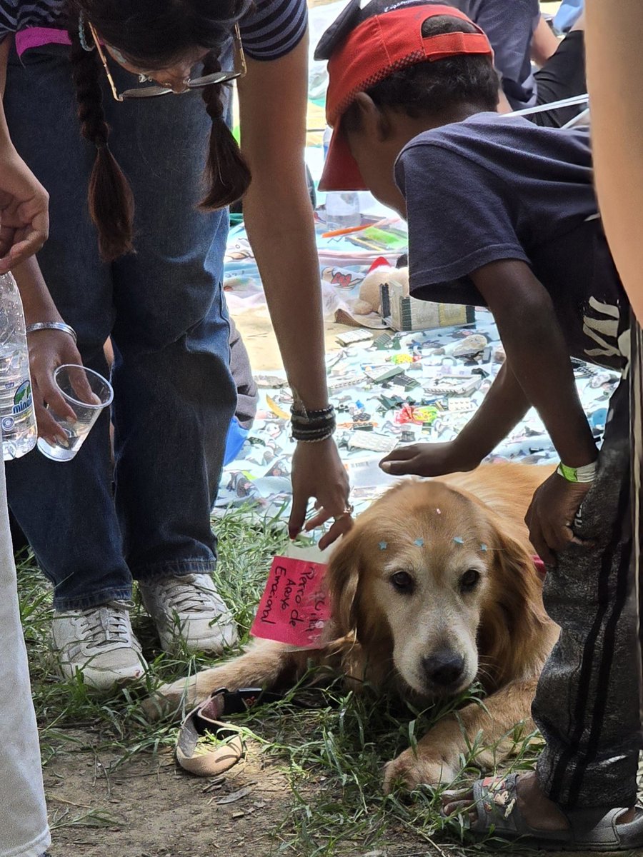 IvanZambrano's tweet photo. Otro tipo de perro rescatista: Tequila https://t.co/t9RBVcGhSx