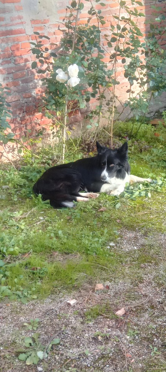 GdeCazaux's tweet photo. Perdu mon border-collie à Salignac-Eyvigues 24590 ce matin
A proximité des jardins du manoir d'Eyrignac
Il a 1 collier et 1 médaille avec mon téléphone 
Ma MP X est bloquée 
Merci de partager https://t.co/e8lDNpuRy5