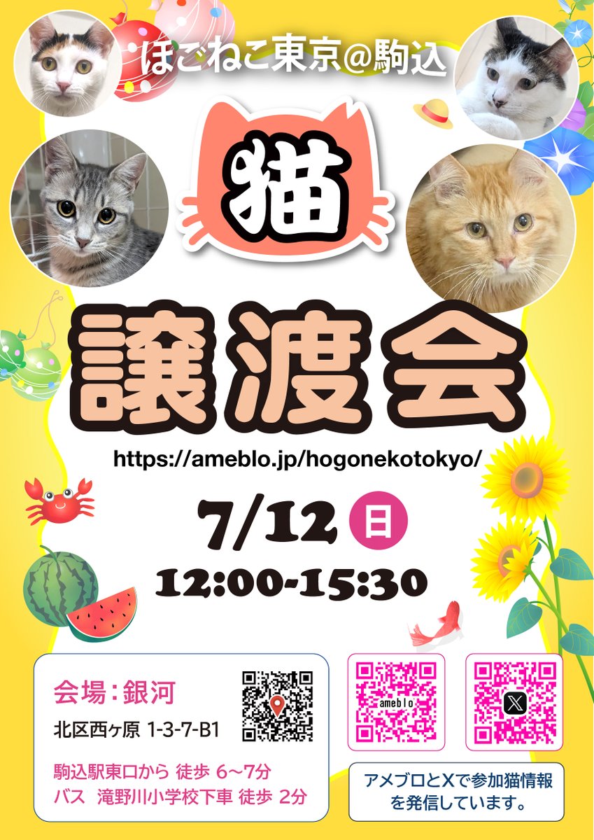 hogonekotokyo's tweet photo. ＜7月の譲渡会のお知らせ＞

子猫シーズンに入りました。
2ヶ月弱〜3ヶ月の子猫たちが9匹参加予定です。

7/12(日)ほごねこ東京@駒込
https://t.co/jQd9Ns8pvF

7/19(日)ほごねこ東京@尾久
https://t.co/x6dkpsT9D4

#保護猫譲渡会 #駒込 #尾久 #里親募集 #保護猫東京 https://t.co/v6pMhU3nbX