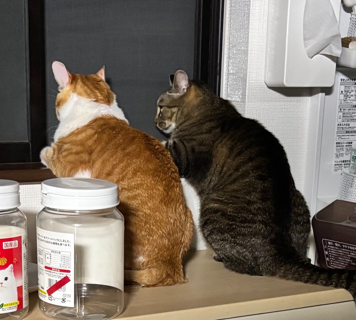 EMALTER7's tweet photo. 仲良し兄弟(＊´･д･)(･д･｀＊)ネー

#猫写真  #猫好きな人と繋がりたい  #猫のいるしあわせ #猫 https://t.co/1i09YCDEuC