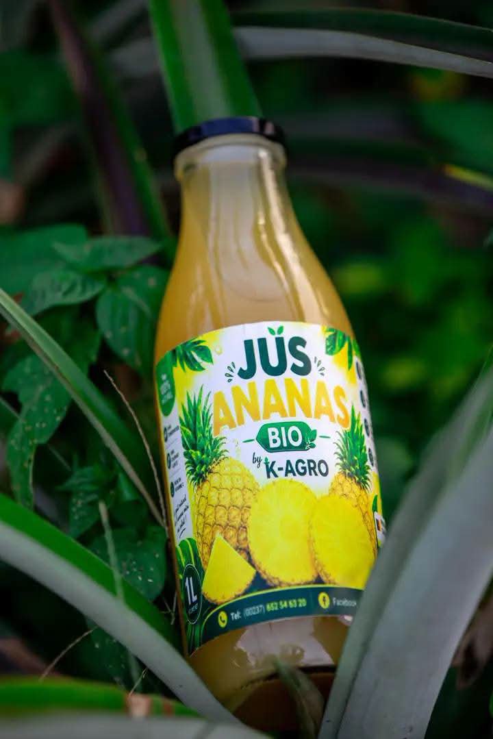 Nsangou_Khadafi's tweet photo. 🇨🇲🍍 IL A QUITTÉ L’ITALIE POUR MISER SUR L’ANANAS AU CAMEROUN : LE PARI AUDACIEUX D’EVRAD KAMDEM

Alors que beaucoup rêvent de partir en Europe, Evrad Kamdem a fait le choix inverse. Étudiant en génie mécanique en Italie, il décide en 2020 de rentrer au Cameroun pour se lancer dans l'entrepreneuriat agricole.

Convaincu que l'agriculture peut être un puissant moteur de développement, il investit dans la culture de l'ananas à Awae, dans le département de la Mefou-et-Afamba.

Inspiré par des entrepreneurs camerounais tels que Bertin Tchoffo et encouragé par la politique d'import-substitution, il construit progressivement une exploitation agricole qui met en valeur la production locale et participe à la création de richesses.

Son parcours rappelle que les opportunités existent aussi au Cameroun pour celles et ceux qui osent entreprendre. Un bel exemple de courage, de vision et de confiance en l'avenir du pays. 🇨🇲👏