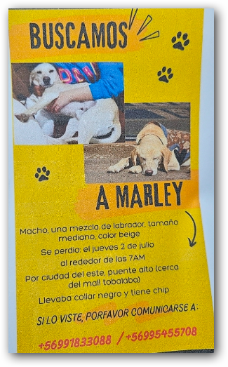 gene_llerena's tweet photo. Marley extraviado, sector de mall tobalaba en pte alto. https://t.co/iWEgEFz8O6