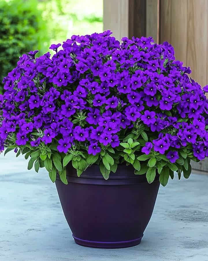 NiceFlowers09's tweet photo. Like a flower, embrace growth and bloom wherever you’re planted.🌲🌲 https://t.co/Z3d8ioK7mh