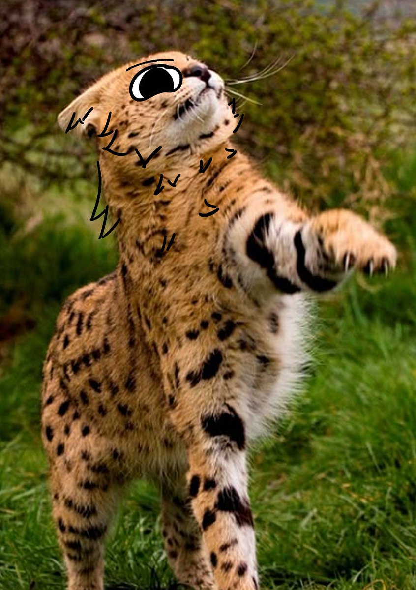 thecatidk's tweet photo. Check my paws pls https://t.co/sUvy5AuKY6