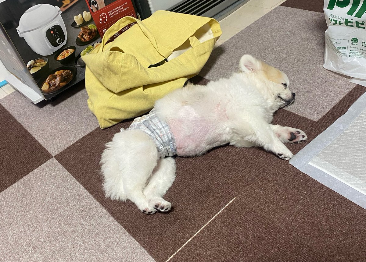 satoeagle's tweet photo. 仕事に行きたくない。
あと日曜日しか休みないやん。 https://t.co/STuhXWzkeS
