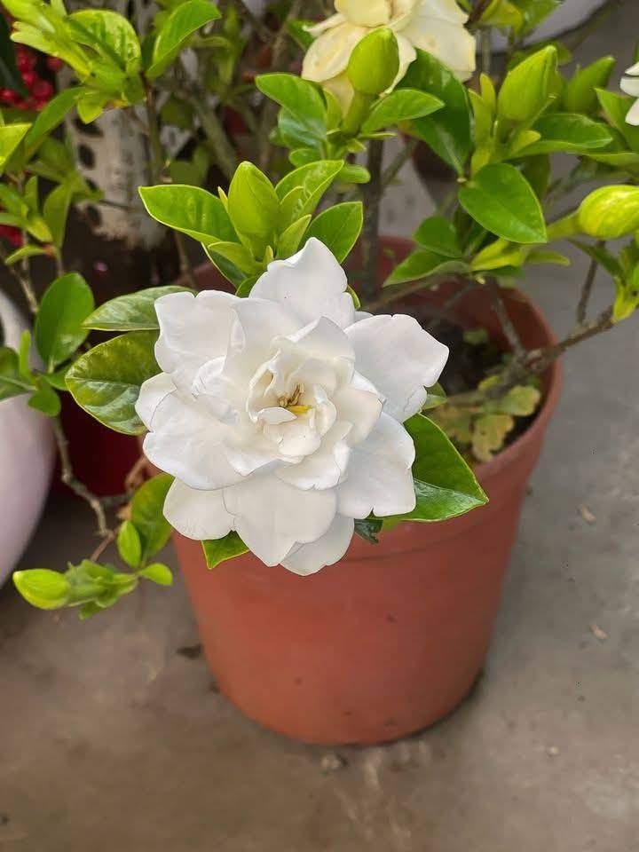 NiceFlowers09's tweet photo. The fragrance of flowers carries the whispers of nature.🪴🪴 https://t.co/98AVKDuzgL