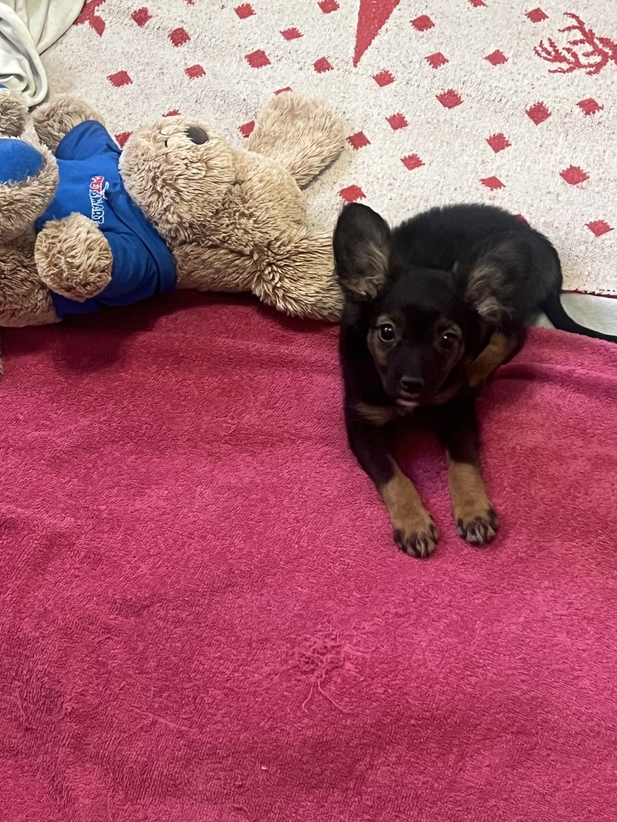 MarlaTiye's tweet photo. I love my new edition to the family:  Hummingbird! #malteseAustralian Cattle Dogmix https://t.co/q909bMcZLZ