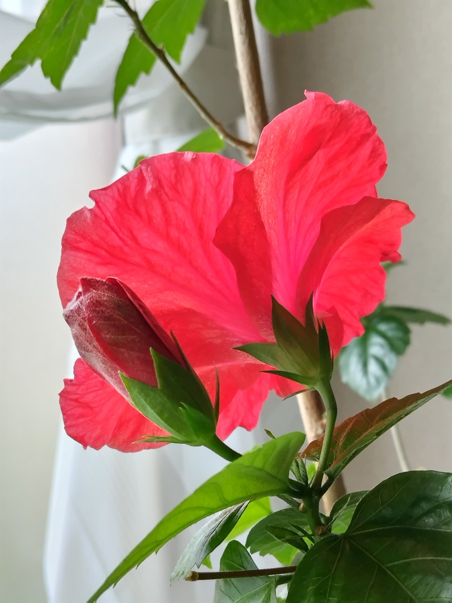 KKYMGT's tweet photo. ダブルビス2号のビスちゃん39号。
今朝咲いてました！🌺🌺
一夜明けたらダブルビス2号の40号も開花してそう！
ビスちゃん41号も！！
#hibisco #hybiscus https://t.co/cheND7VGaY