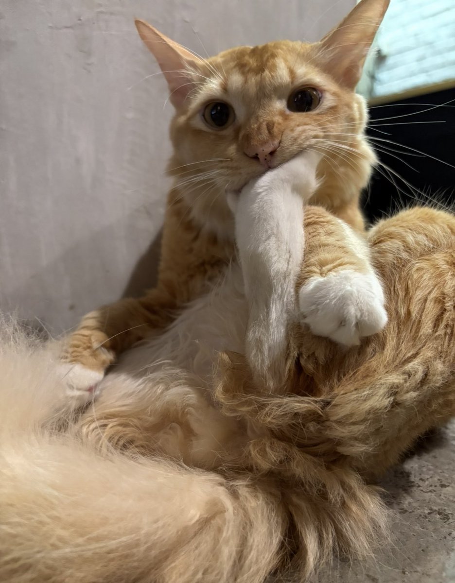 itsybitsymin's tweet photo. kdg2 berjalan dalam rumah ni, macam2 benda boleh jumpa. Melati tgh buat yoga, toni tgh patah hati.. batik tgh ukur sofa. https://t.co/uFYtWSPgE9