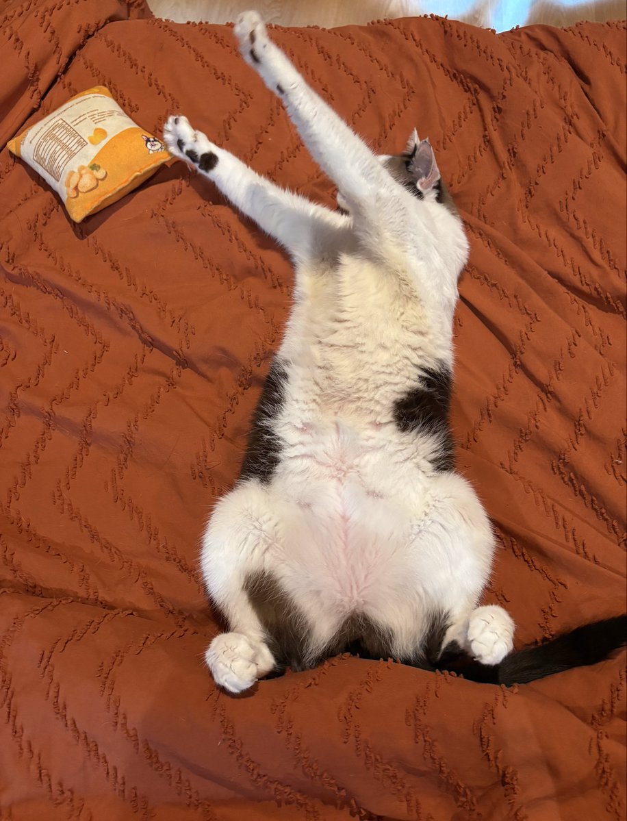 itsybitsymin's tweet photo. kdg2 berjalan dalam rumah ni, macam2 benda boleh jumpa. Melati tgh buat yoga, toni tgh patah hati.. batik tgh ukur sofa. https://t.co/uFYtWSPgE9