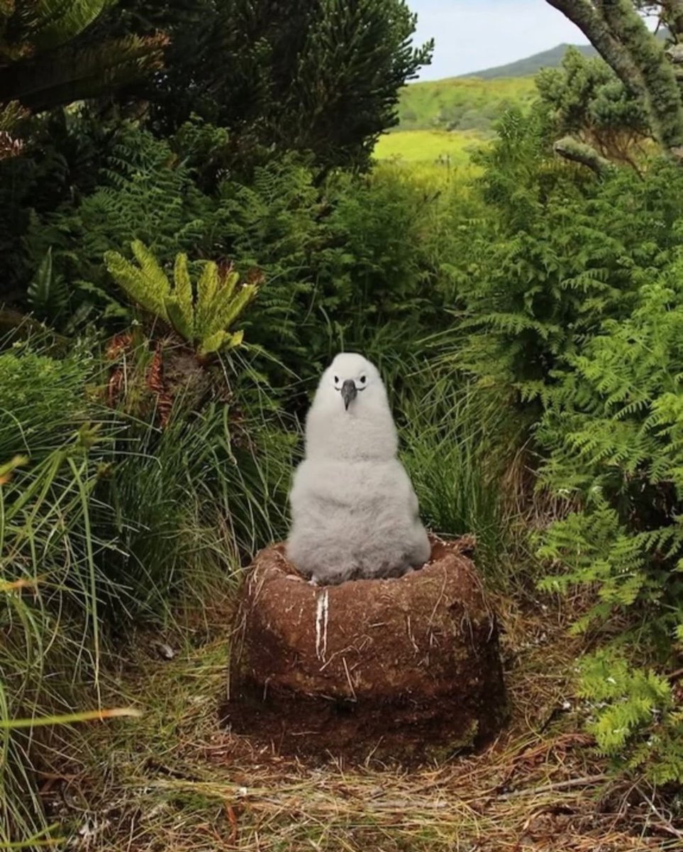 EvolveWildlife's tweet photo. Albatross chicks sit upright on their nests to regulate body temperature in harsh ocean environments.

📷 Michelle Risi &amp; Jaime Cleeland https://t.co/ZaGUo6weN1