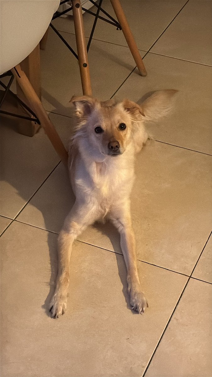 _maiimar's tweet photo. Lo que yo amo a Lisa no tiene explicación 😭 https://t.co/IhobVbLS4F
