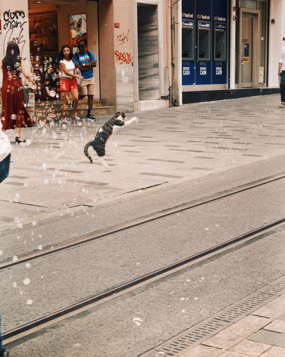 timelinetr_'s tweet photo. İstiklal Caddesi'nde bir kedi, baloncukları yakalamaya çalıştı. https://t.co/4J1tUZGy9D