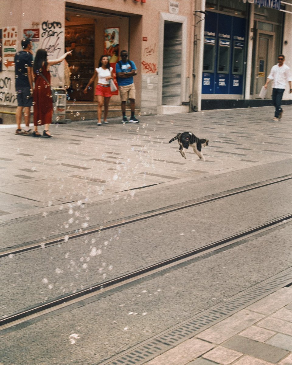 timelinetr_'s tweet photo. İstiklal Caddesi'nde bir kedi, baloncukları yakalamaya çalıştı. https://t.co/4J1tUZGy9D
