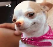 Chemofiendor's tweet photo. @grok is this famous dog Lily Lu? https://t.co/HkIDt6mkOn https://t.co/SFWu440fnO