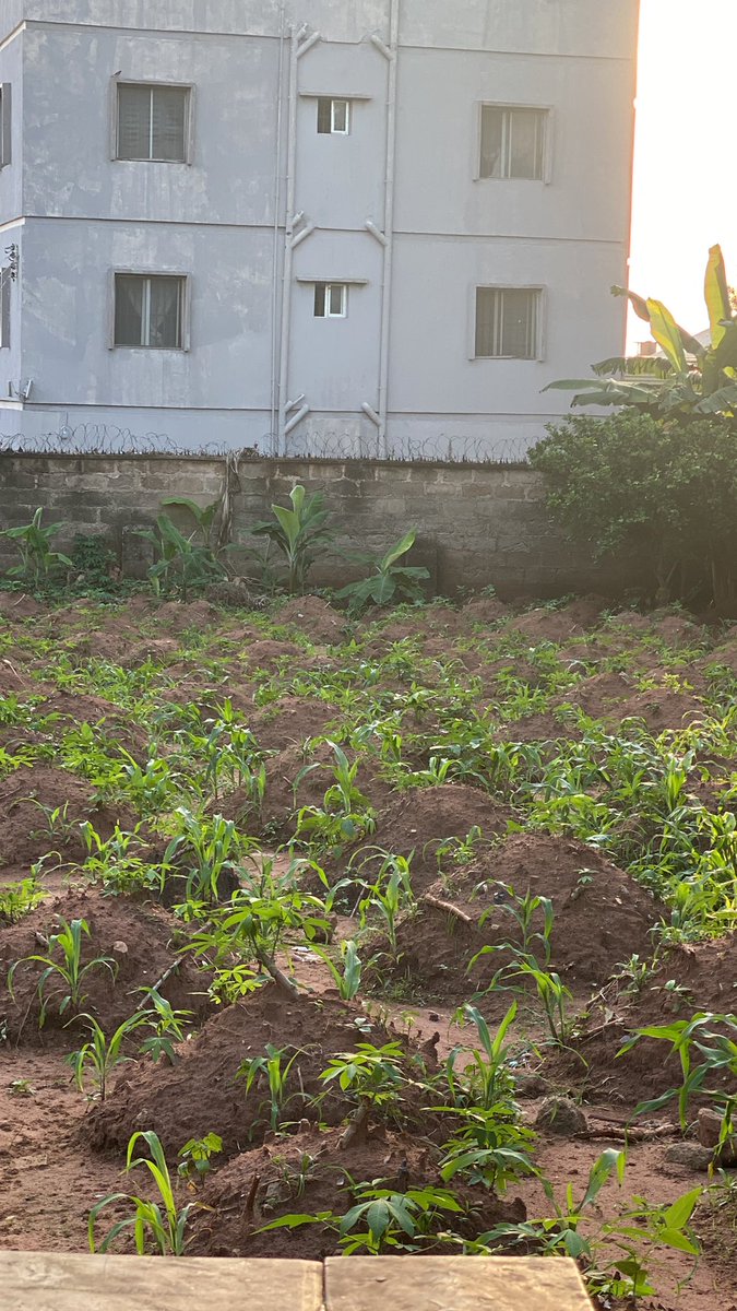 Auracle___'s tweet photo. I don plant my own corn . If you like no take your life serious 🌚 https://t.co/33jeGThYGS