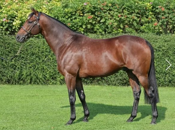 jfarache's tweet photo. MOTIVATOR (Montjeu), ganador del Epsom Derby (G1) de 2005, murió anoche a sus 24 años en @harasduhoguenet en Francia, donde servía como semental. Padre de varios Stakes winners, su mejor producto fue la yegua Treve, dos veces ganadora del Arco del Triunfo (2013 y 2014). https://t.co/iQKrotqgHL