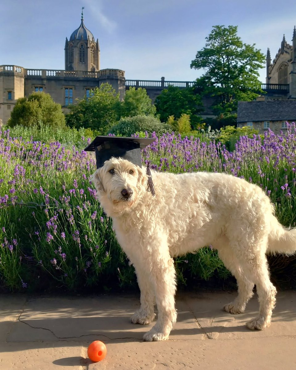 UniofOxford's tweet photo. Another Oxford graduate joins the alumni community 🎓🐾

Congratulations to Loki on completing a BA (Ball Acquisition) degree.

📷 | Lisbeth Tickell &amp; @ChCh_Oxford https://t.co/gYmyrKjXGe