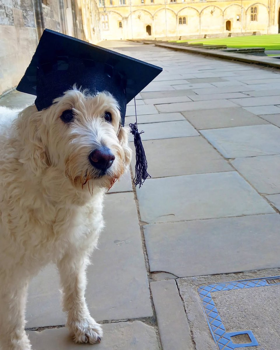 UniofOxford's tweet photo. Another Oxford graduate joins the alumni community 🎓🐾

Congratulations to Loki on completing a BA (Ball Acquisition) degree.

📷 | Lisbeth Tickell &amp; @ChCh_Oxford https://t.co/gYmyrKjXGe